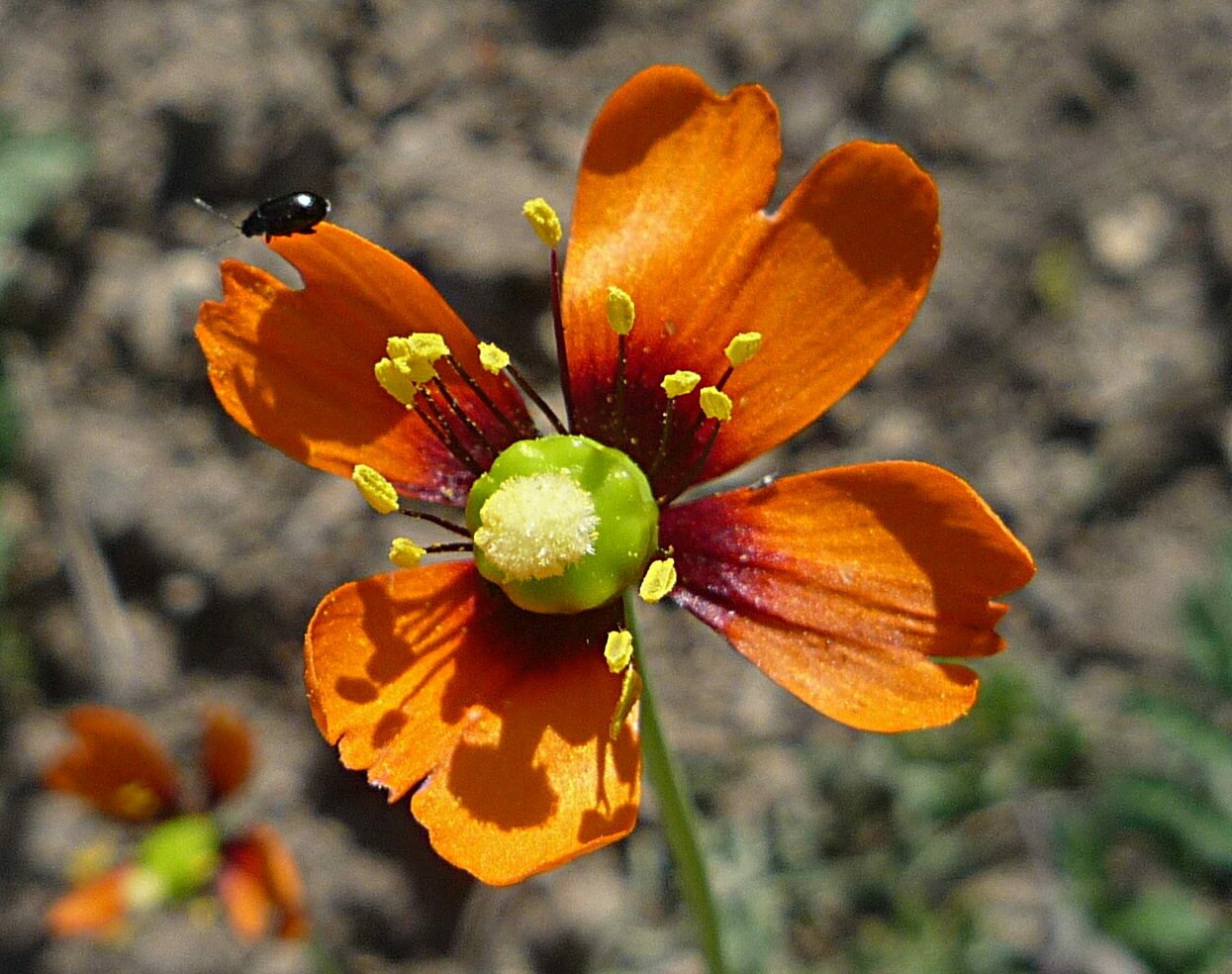 High Resolution Papaver heterophyllum Flower